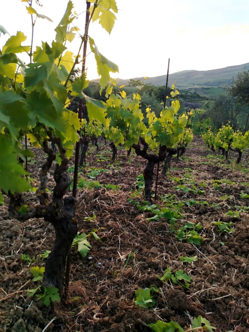 I filari della vigna sulle Madonie, tra i germogli di primavera e la terra appena lavorata.
