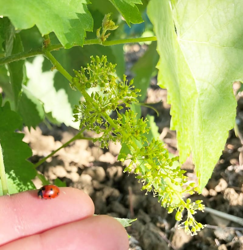Germoglio di vite in fiore tra i filari della vigna.
