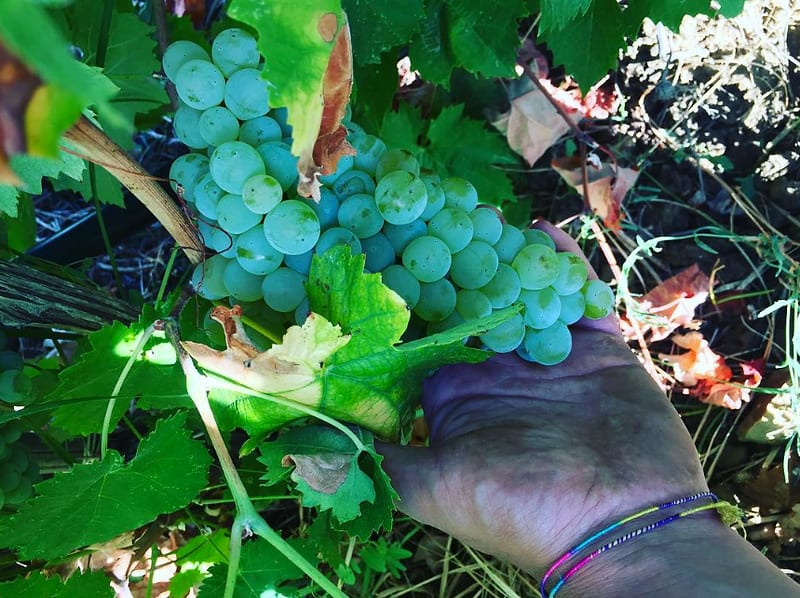 Un grappolo d’uva matura tenuto in mano: l’esperienza sensoriale della vigna.