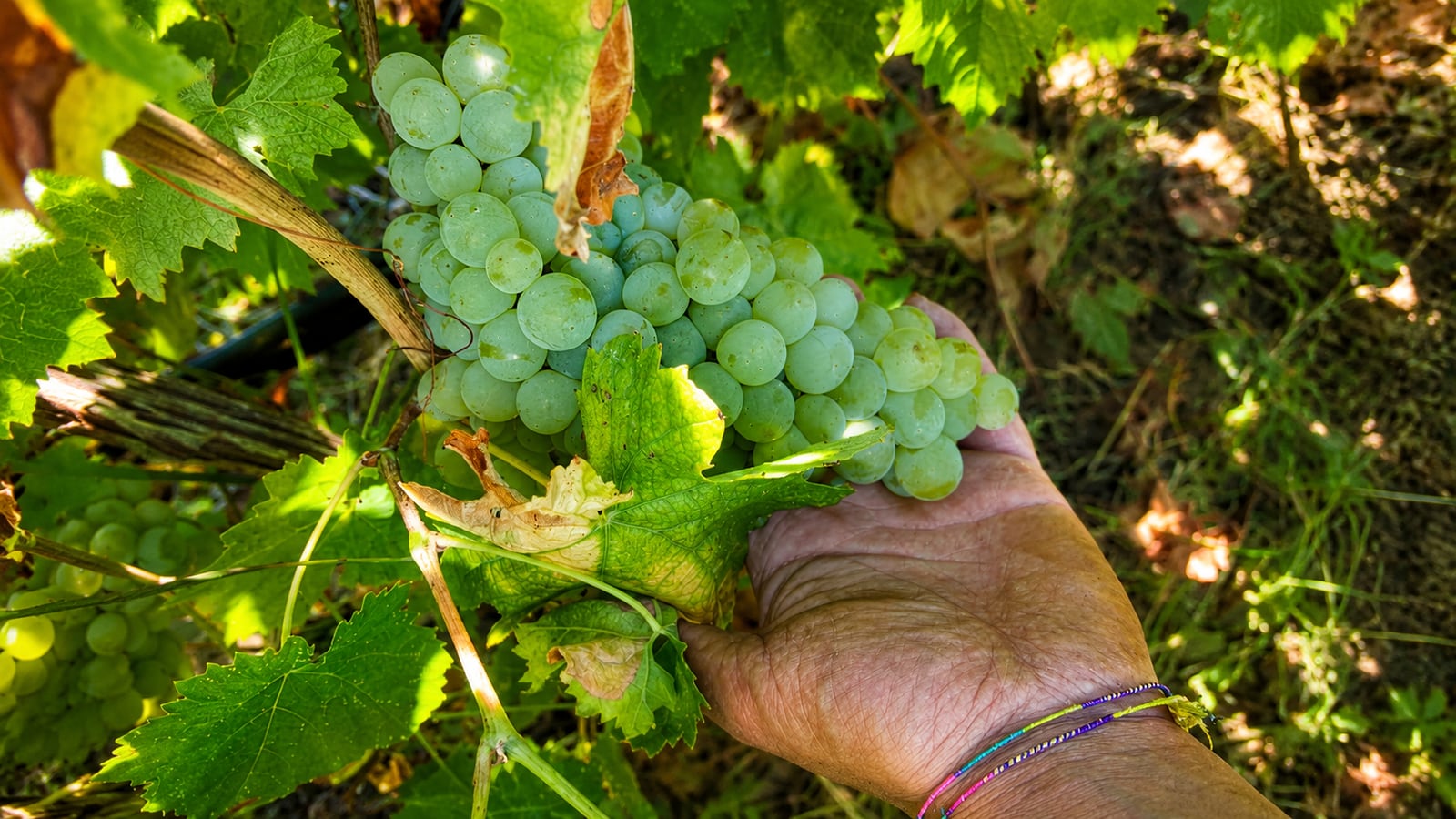 Un grappolo di Catarratto maturo sulla vite, tra le foglie, nella vigna di Valledolmo.