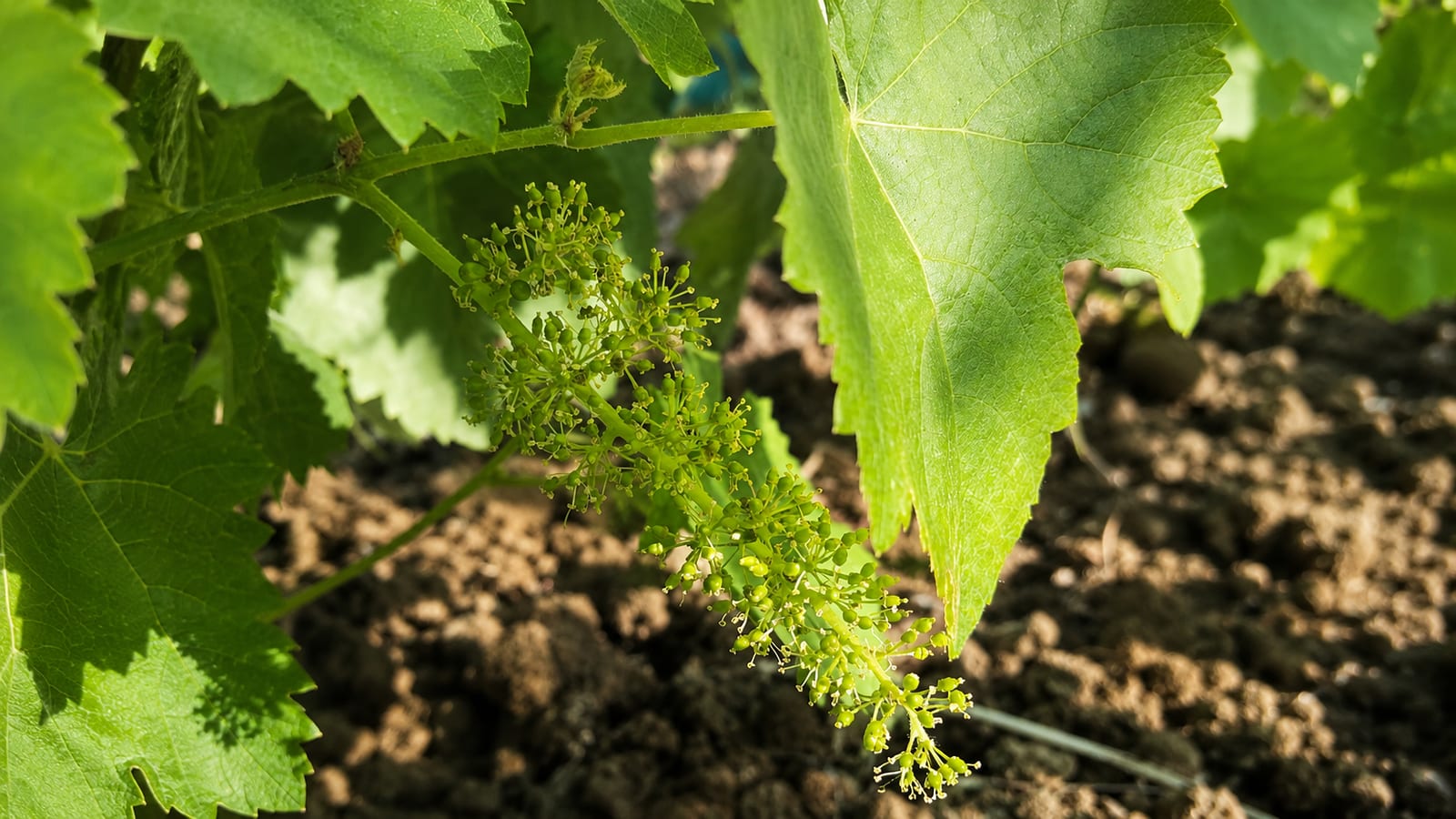 La vite in fioritura tra le foglie e il terreno della vigna: la biodiversità di Valledolmo.