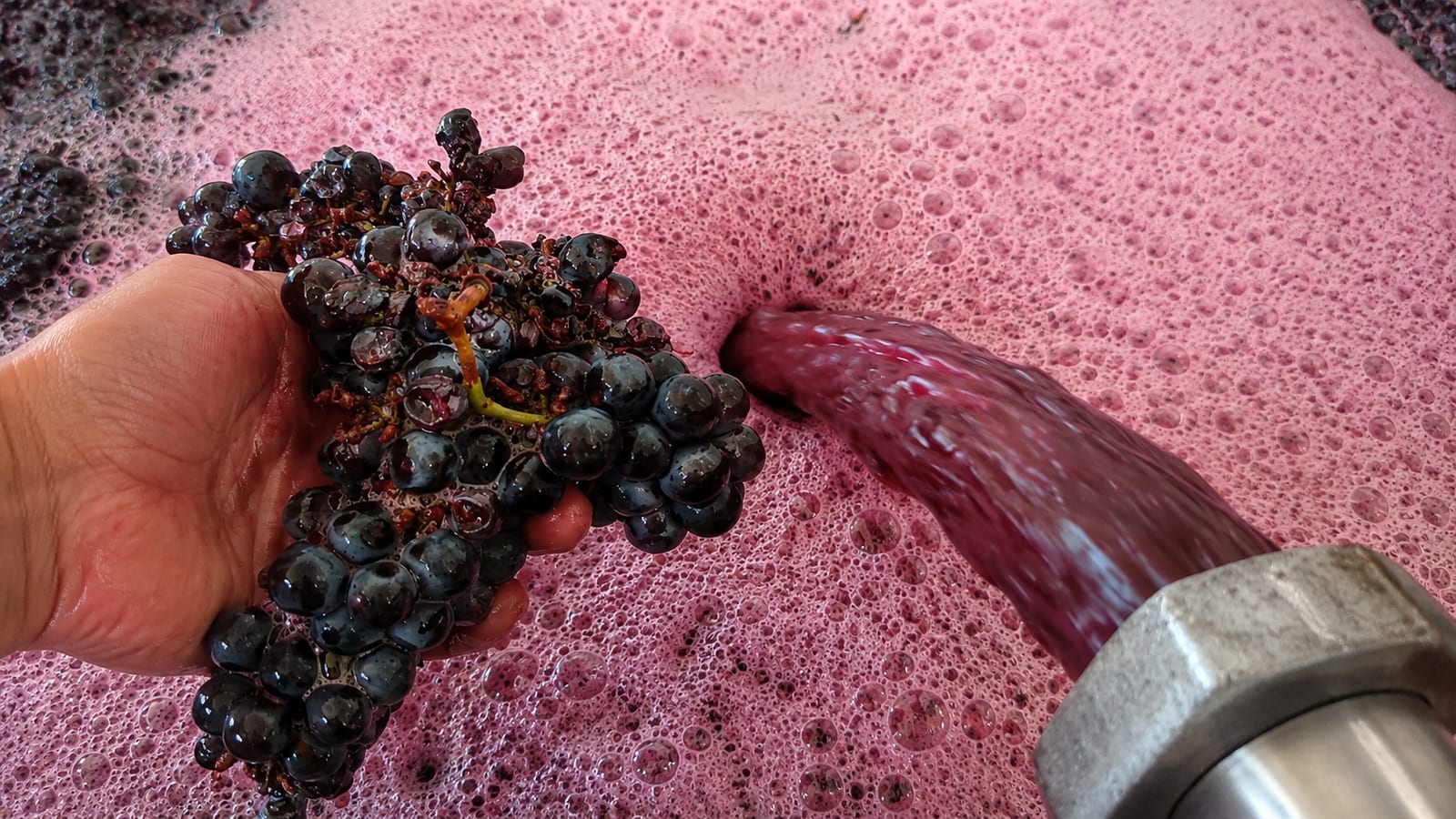 Un grappolo di Perricone sul mosto in fermentazione, con il getto dalla vasca d'acciaio.